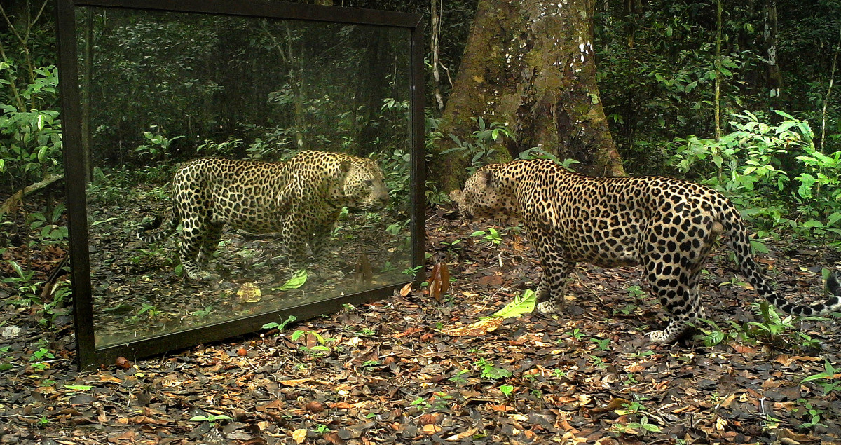生物的意识是如何产生的？